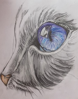 Cat Eye